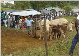 Les boeufs de la Guadeloupe